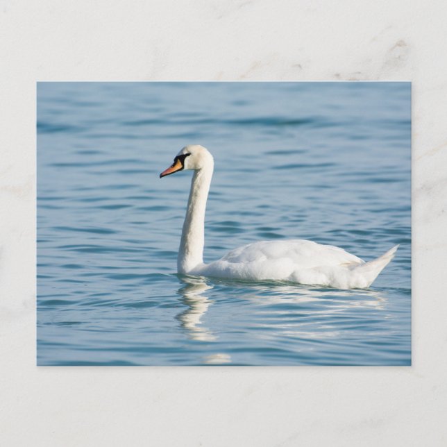 Cartão Postal Swan (Frente)