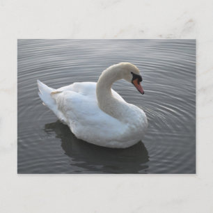 Cartão Postal Swan