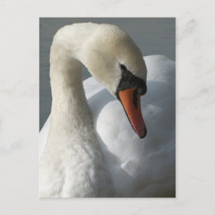 Cartão Postal Swan