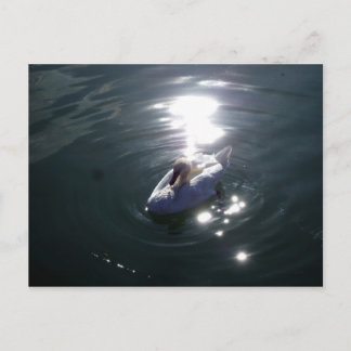 Cartão Postal Swan