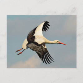 Cartão Postal Swan