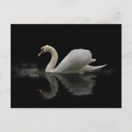 Cartão Postal Swan