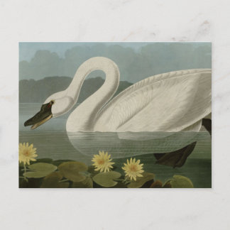 Cartão Postal Swan Americano Comum