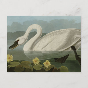 Cartão Postal Swan Americano Comum - Aves da América de Audubon