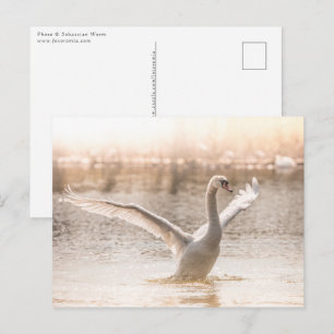 Cartão Postal Swan Branco no Lago Natureza Foto
