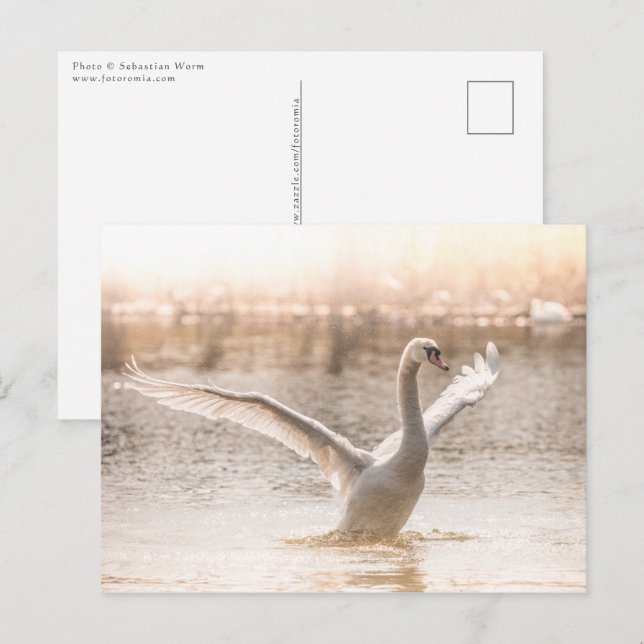 Cartão Postal Swan Branco no Lago Natureza Foto (Frente/Verso)