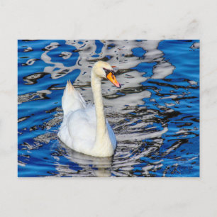Cartão Postal Swan com Reflexões