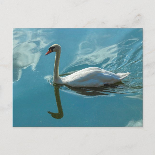 Cartão Postal Swan com Reflexões na Nuvem (Frente)