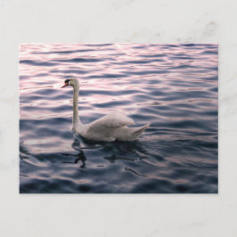Cartão Postal Swan em Dusk