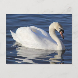Cartão Postal Swan em um lago