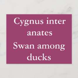 Cartão Postal Swan entre patos - citação latina