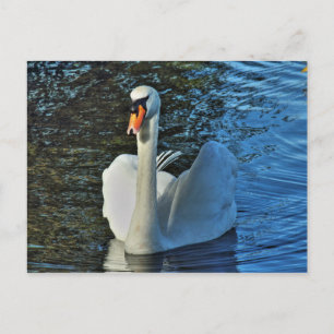 Cartão Postal Swan. Lago Roath Park, Cardiff, Gales.