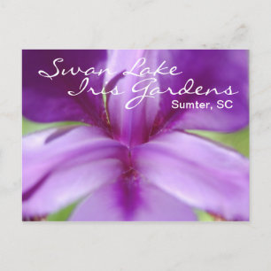 Cartão postal Swan Lake-Iris Gardens
