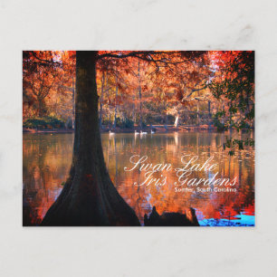 Cartão postal Swan Lake Iris Gardens