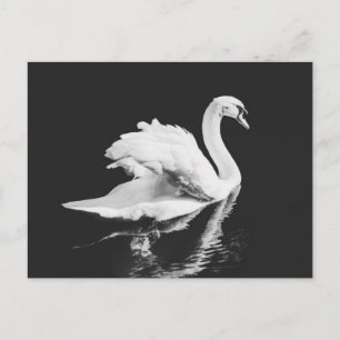 Cartão Postal Swan Natação Negra e Branca