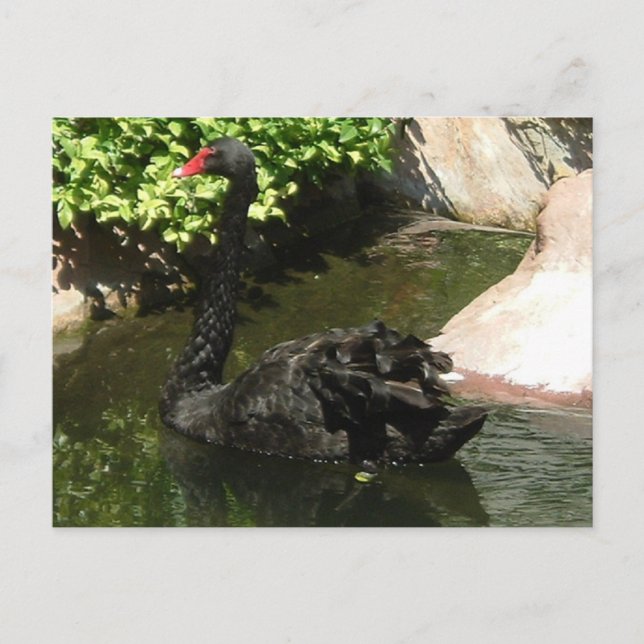 Cartão Postal Swan Negro (Frente)
