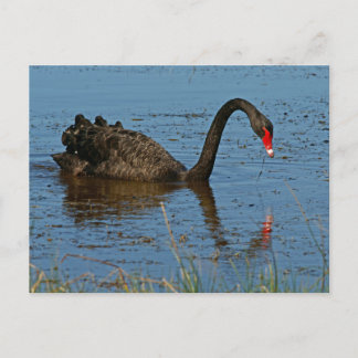 Cartão Postal Swan Negro