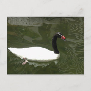 Cartão Postal Swan preto e branco