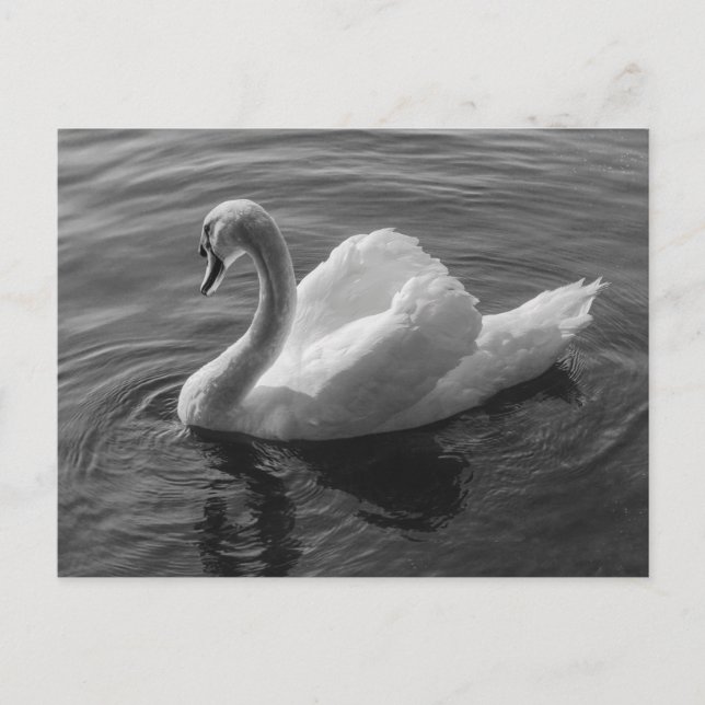 Cartão Postal Swan. Roath Park Lake, Cardiff, Wales B&W (Frente)