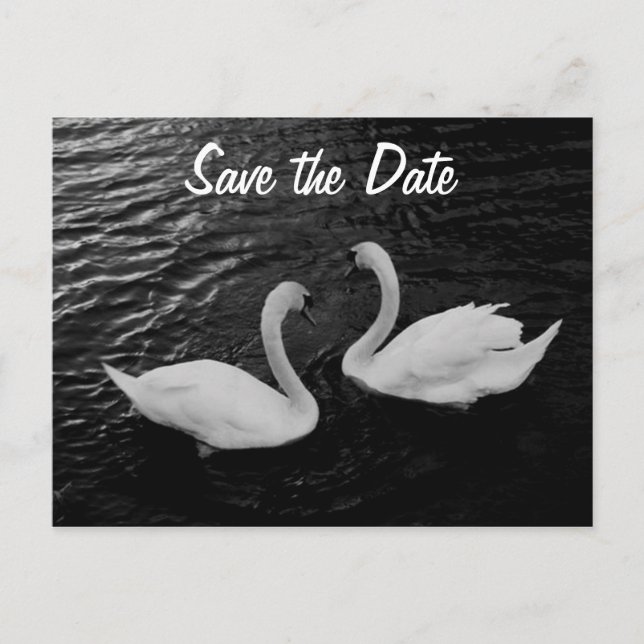 Cartão postal Swan Save the Date (Frente)