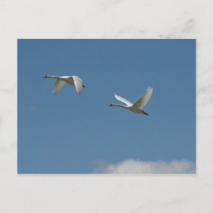 Cartão Postal Swans em Voo