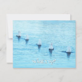 Cartão Postal Swans Engraçados O que há de novo no Vazio de Ocas