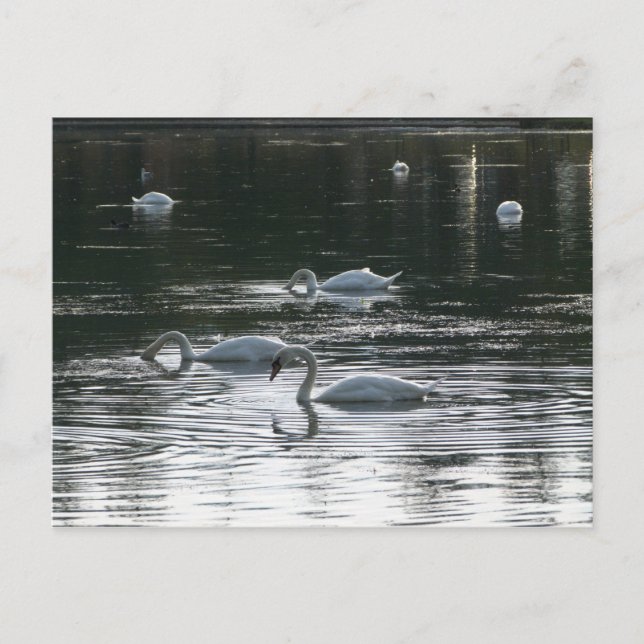 Cartão Postal Swans Feeding, Roath Park Lake, Cardiff (Frente)