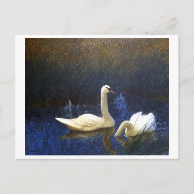 Cartão Postal Swans in Reeds (1907) apresentada por Bruno Liljef (Frente)