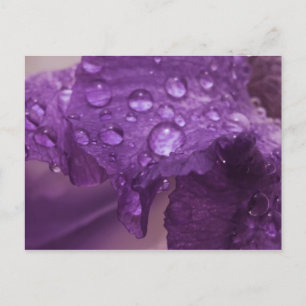 Cartão Postal Sweaty Iris