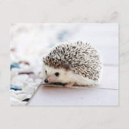 Cartão Postal Sweet Baby Hedgehog
