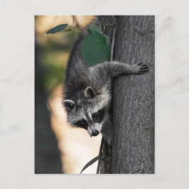 Cartão Postal Sweet Baby Raccoon