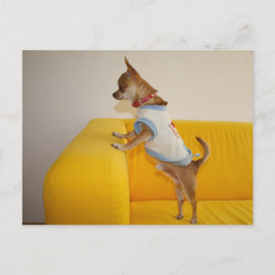 Cartão Postal Sweet Charlie Chihuahua