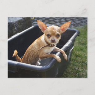 Cartão Postal Sweet Charlie Chihuahua