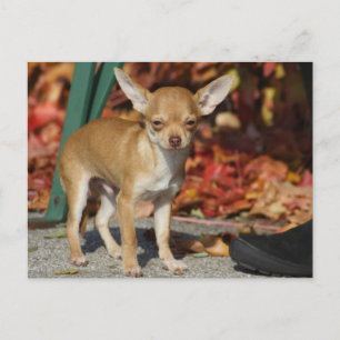 Cartão Postal Sweet Charlie Chihuahua