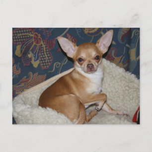 Cartão Postal Sweet Charlie Chihuahua