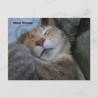 Cartão Postal sweet dreams cat taking her nap postcard
