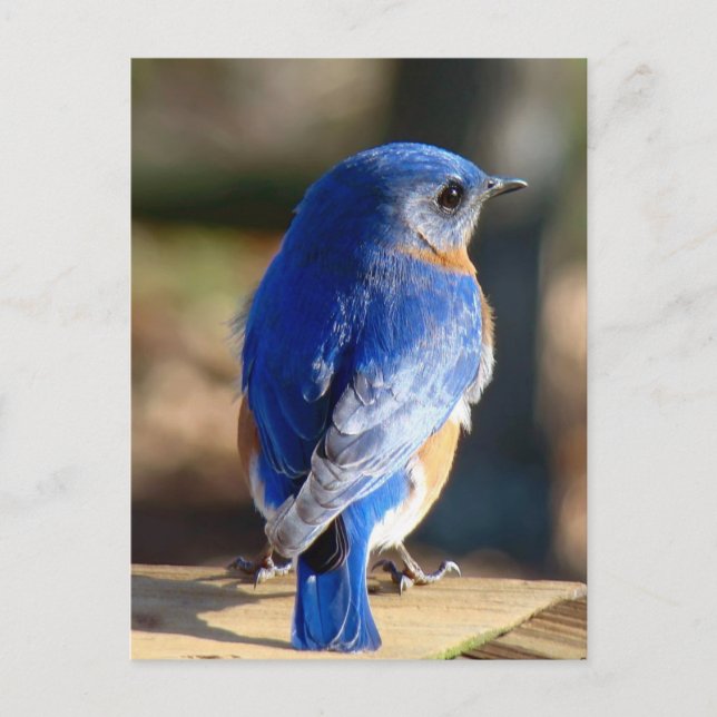Cartão Postal Sweet Eastern Bluebird (Frente)