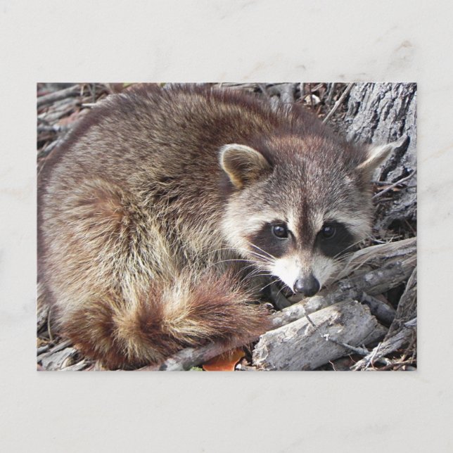 Cartão Postal Sweet Raccoon (Frente)