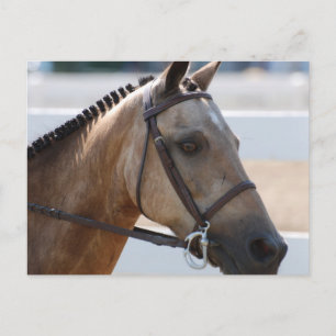 Cartão Postal Sweet Roan Pony