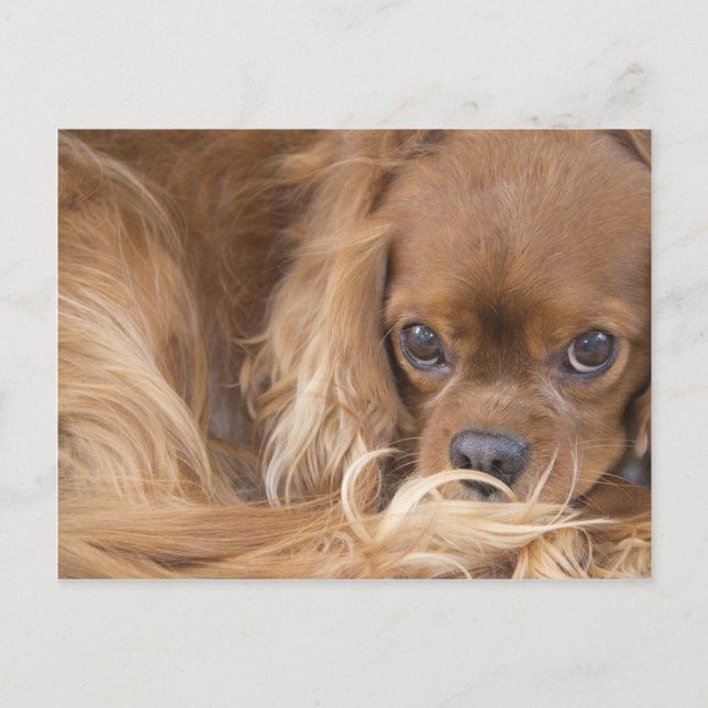 Cartão Postal Sweet Ruby Cavalier King Charles Spaniel (Frente)