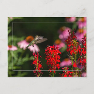 Cartão Postal Sweet Summer