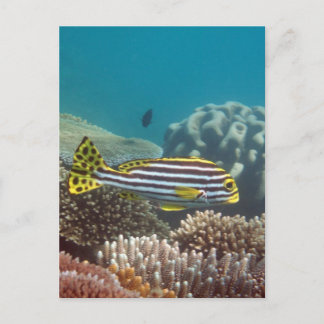 Cartão Postal Sweetlip unido diagonal (lineatus de