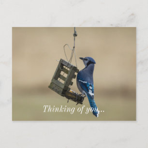 Cartão Postal Swing Blue Jay