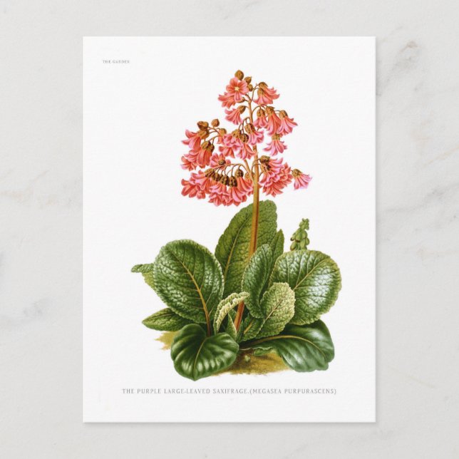 Cartão Postal Sxifragem roxa (Frente)