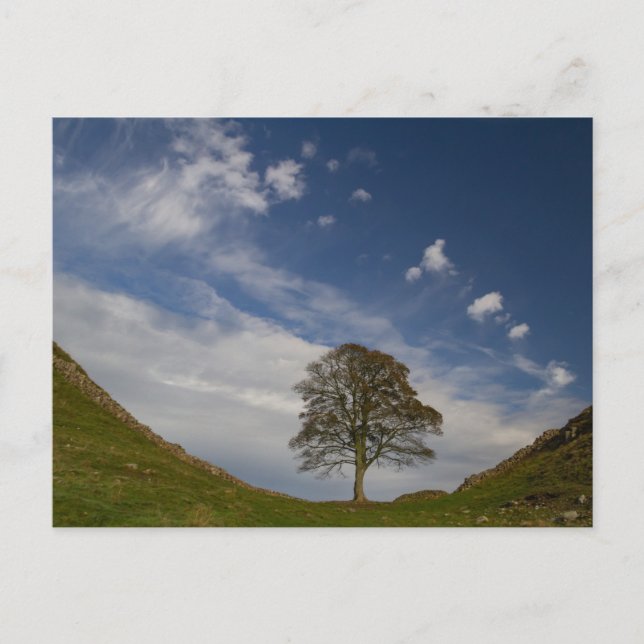 Cartão Postal Sycamore Gap no Outono (Frente)