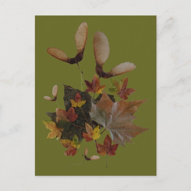 Cartão postal Sycamore Maple Deixa a Collage DIY (Frente)