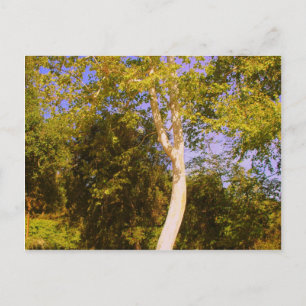Cartão Postal Sycamore Tree