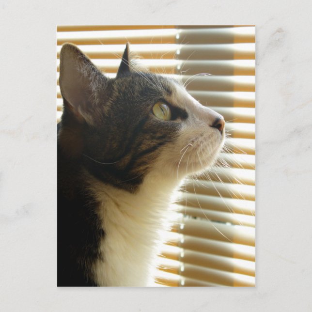 Cartão Postal Syrus 001 (Frente)