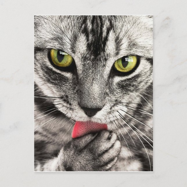 Cartão Postal tabby-114782_1280.jpg (Frente)