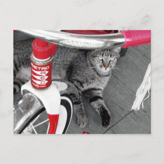 Cartão Postal Tabby Cat